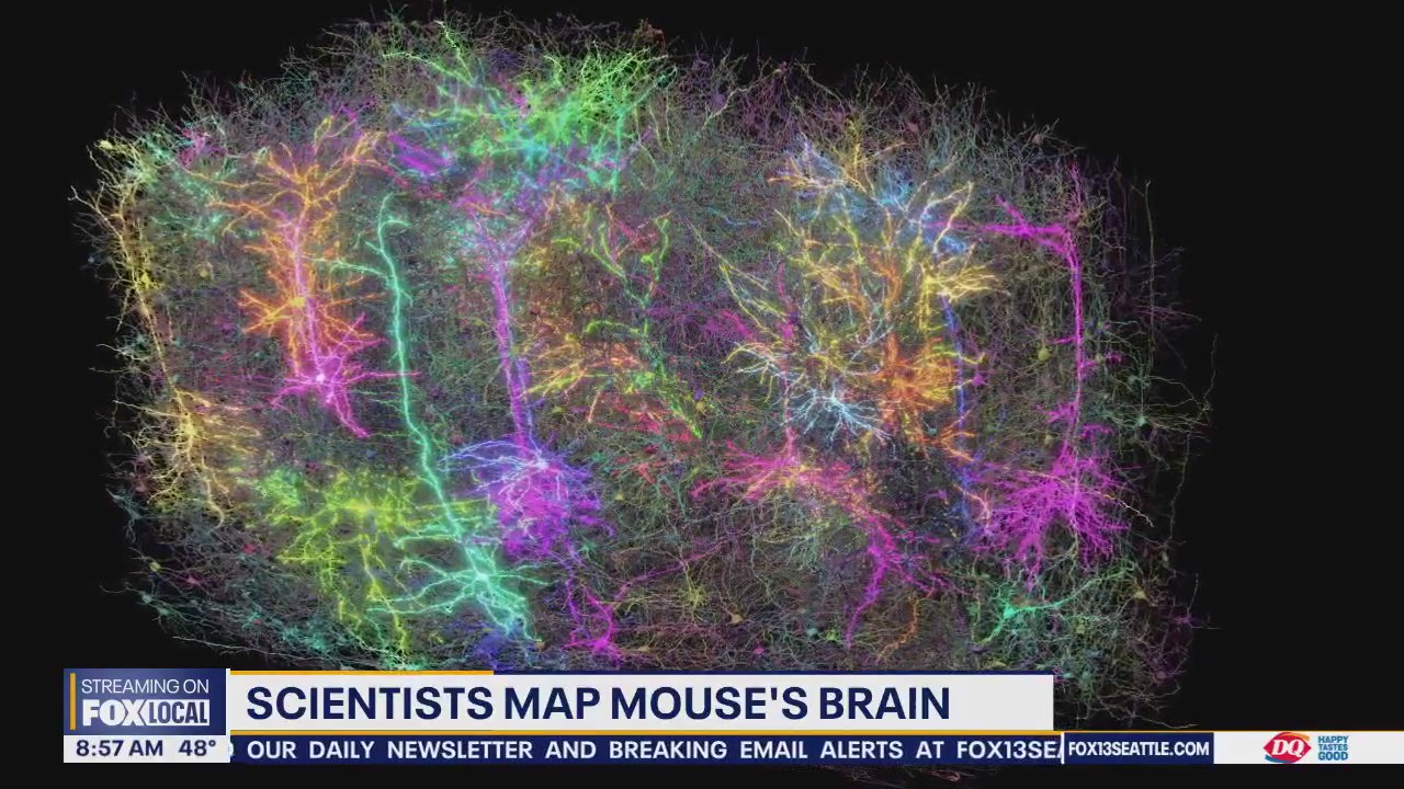 Scientists map mouse's brain
