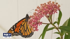 Minneapolis woman helping save Monarch population with her own butterfly garden