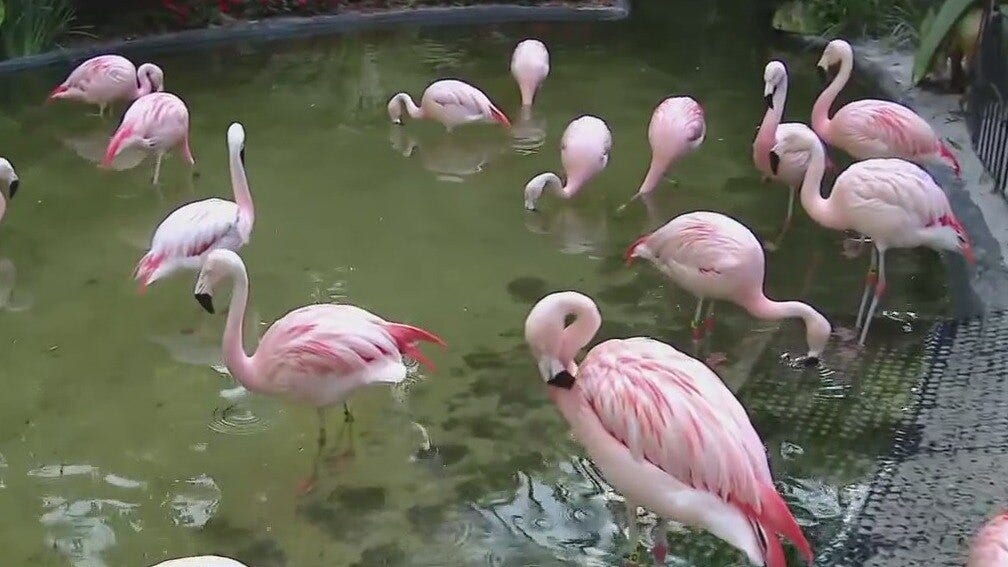 Flamingo Festival at Sunken Gardens