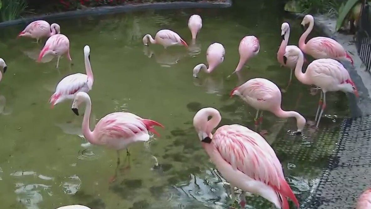 Flamingo Festival at Sunken Gardens