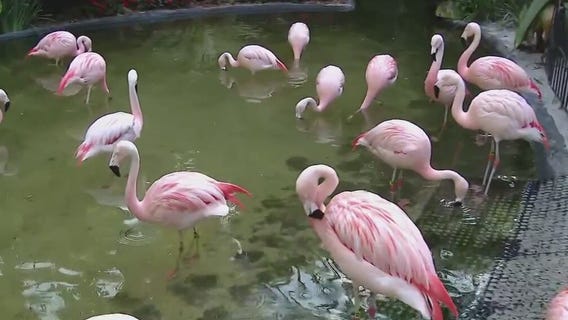 Flamingo Festival at Sunken Gardens