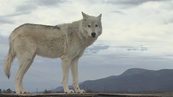 Arizona Adventures: Out of Africa Wildlife Park