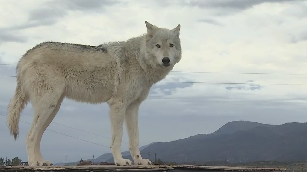 Arizona Adventures: Out of Africa Wildlife Park