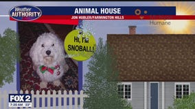 Welcome Snoball, Jesse, Duke, Seven