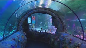 Charley?s World | Legoland SEA LIFE Florida Aquarium