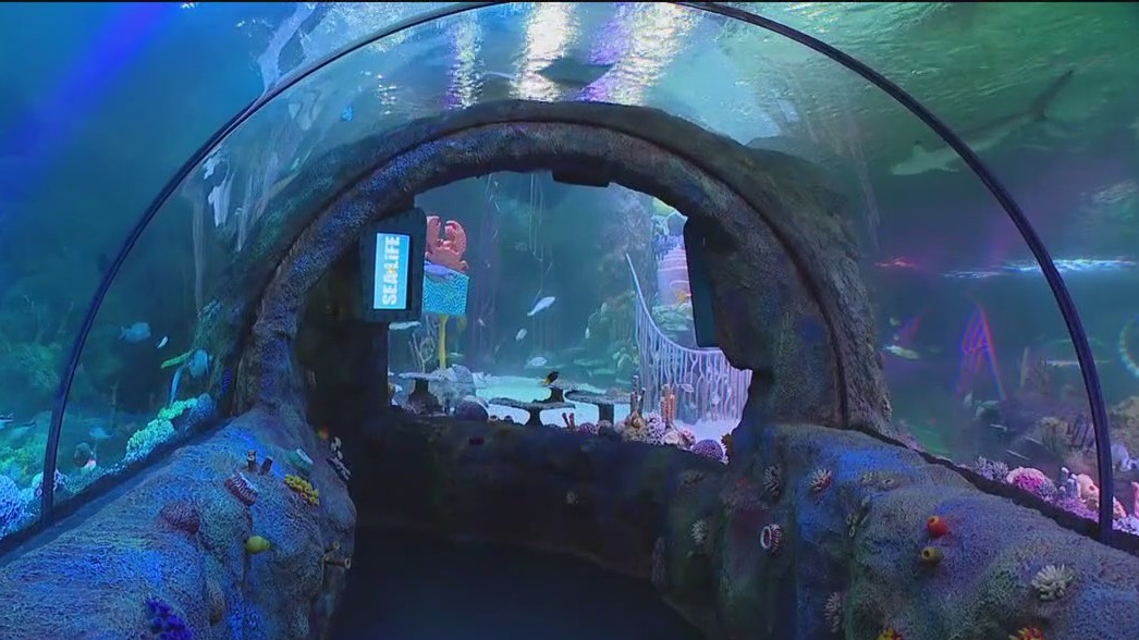 Charley?s World | Legoland SEA LIFE Florida Aquarium