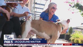 Zip Trip to Stafford: Forever Home Friday