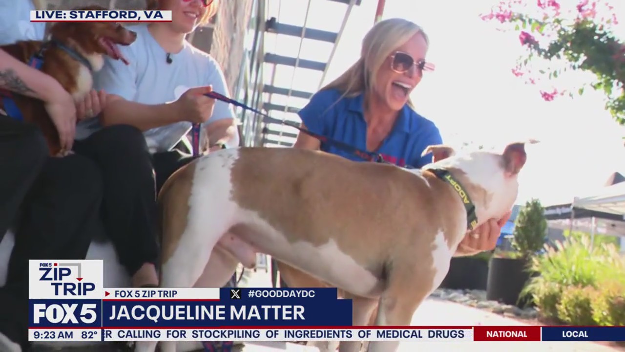 Zip Trip to Stafford: Forever Home Friday