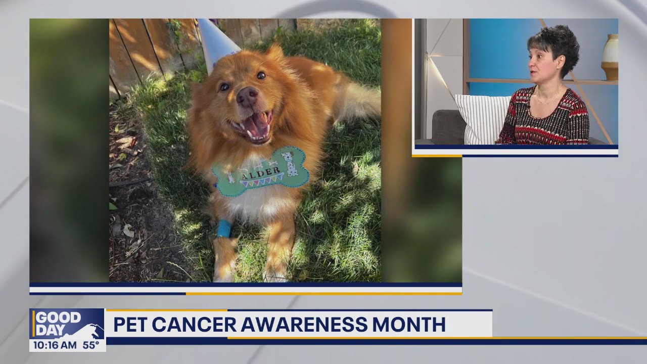 November is Pet Cancer Awareness Month