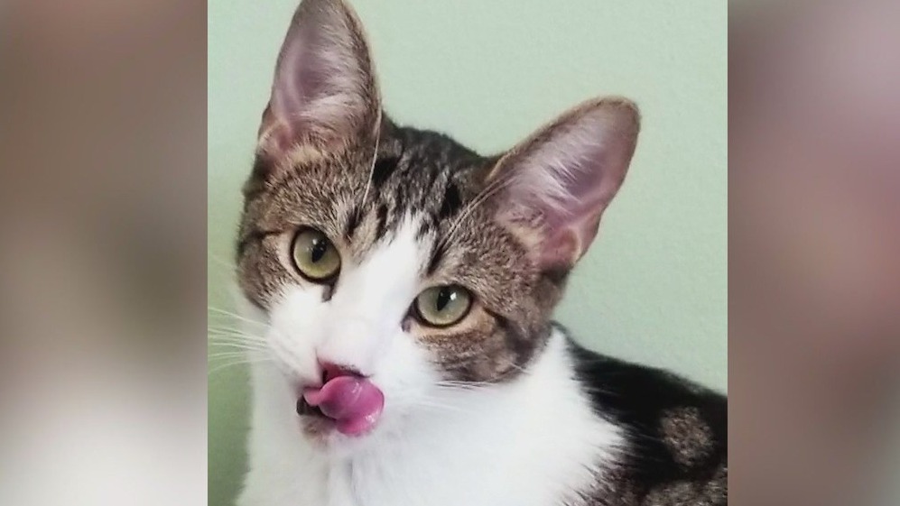 Meet Nova our pet of the day