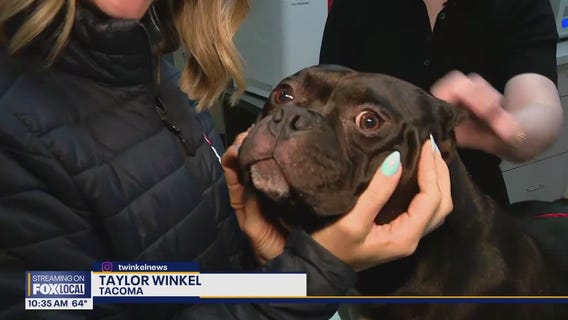 More than 50 animals rescued from property in Buckley, WA