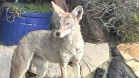 Coyotes spotted near LAX, Playa del Rey