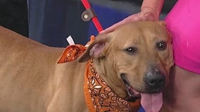 Meet Sasha: Our Pet of the Day