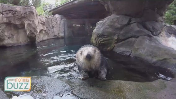 Minnesota Zoo encouraging in-person visits with "Do the Zoo, Not Zoom Day"
