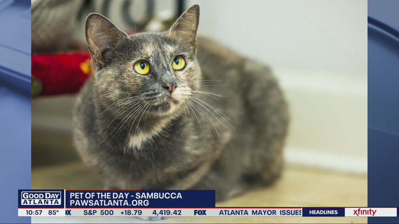 Pet of the Day from PAWS Atlanta