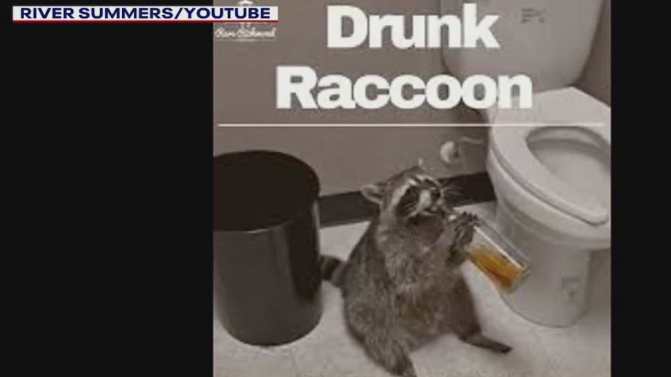 Drunk raccoon song raising money for animal shelter