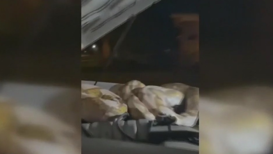 Python terrorizes Texas neighborhood