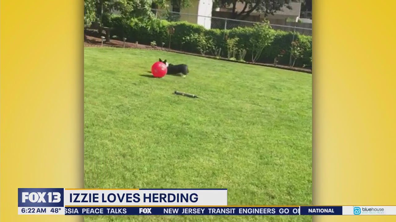 Pet Tricks for Friday, May 16