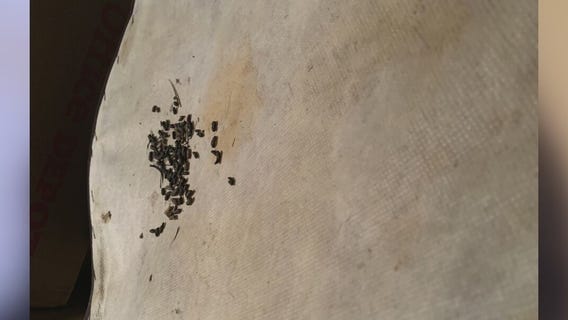 Houston woman says rodents ruined her furniture in storage unit