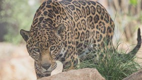Phoenix Zoo debuts Big Cats of Arizona