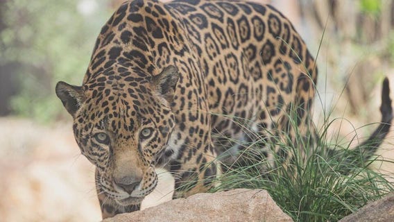 Phoenix Zoo debuts Big Cats of Arizona