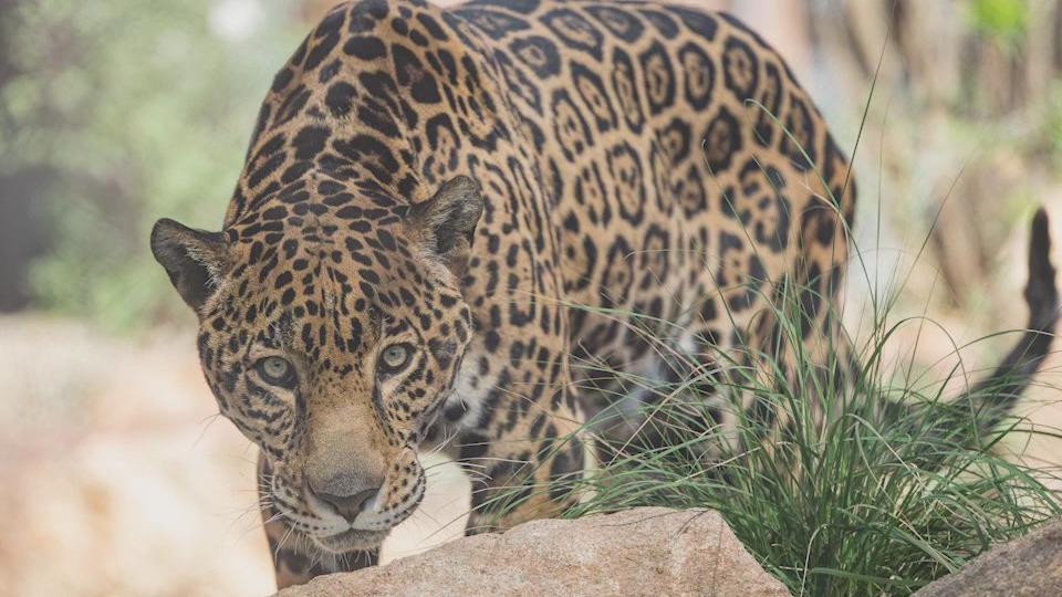 Phoenix Zoo debuts Big Cats of Arizona