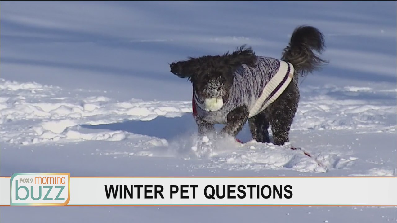 From booties to fighting winter weight gain - all of your winter pet questions answered