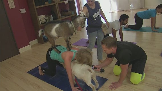 Goat Yoga has arrived in Los Angeles