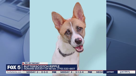 Pet of the  Day from the Humane Society of Northeast Georgia