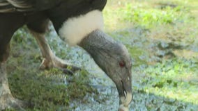 Feeding a condor at Wildlife World Zoo