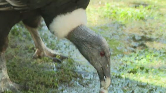 Feeding a condor at Wildlife World Zoo