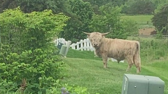 Stray bull on the moove in Mundelein