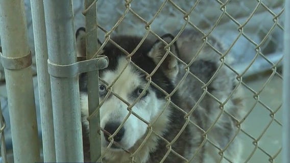 Tour of animal shelter after abuse allegations