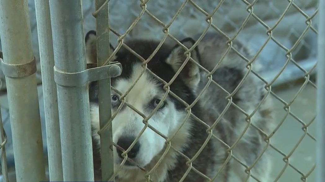Tour of animal shelter after abuse allegations