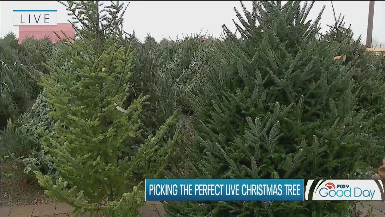 Choosing the perfect fresh Christmas tree