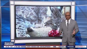 Have your ex's heart eaten by wildcat