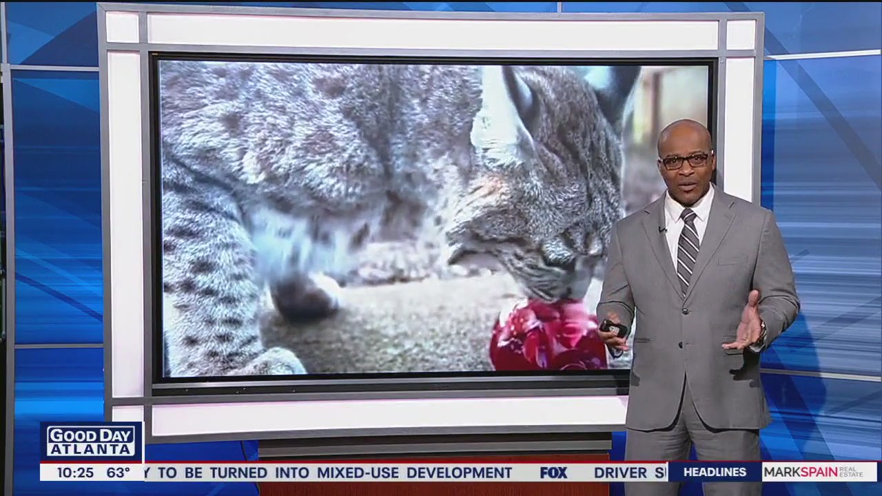 Have your ex's heart eaten by wildcat