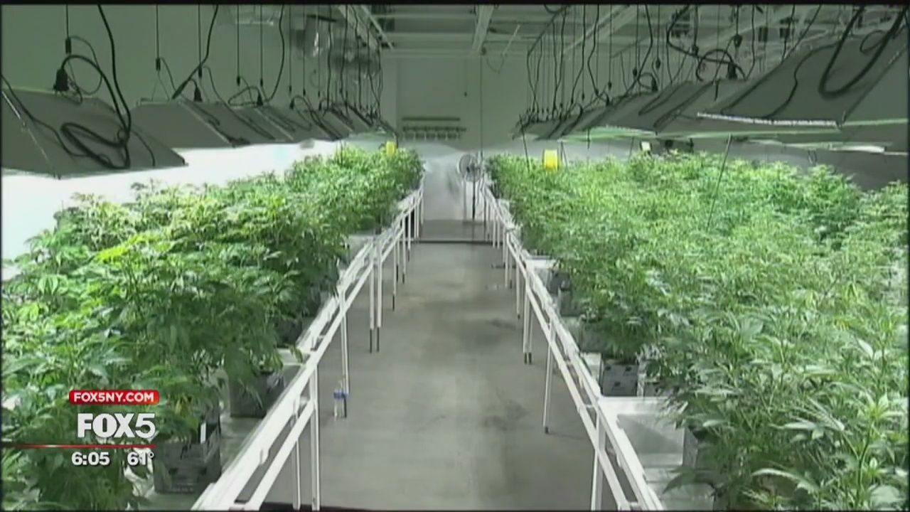 Legal cannabis in New York?