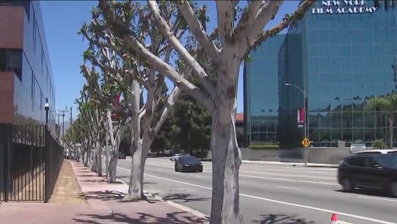 Trees trimmed above Hollywood picket lines