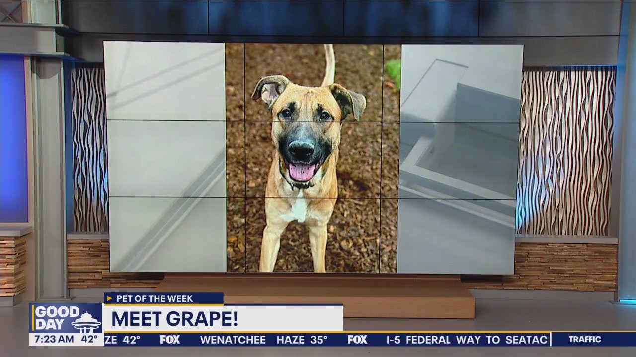 Pet of the Week: Grape