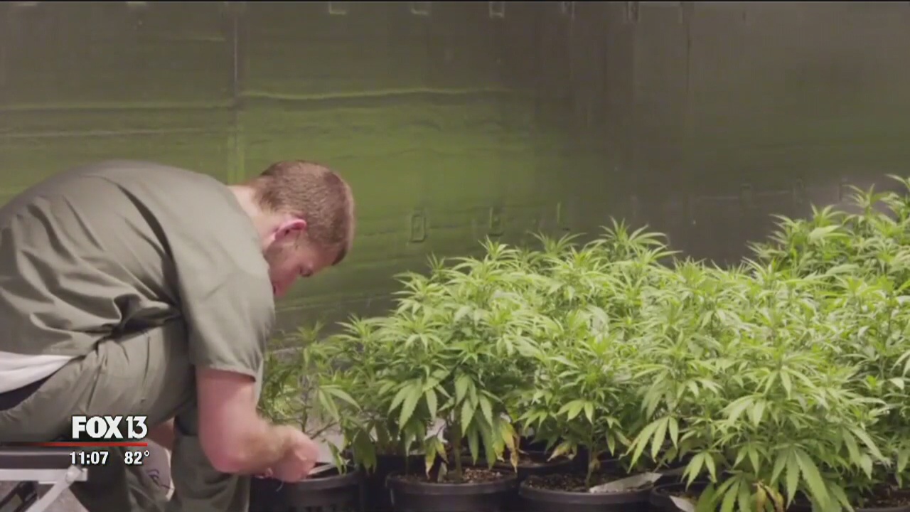 Medical marijuana gets green light in Tampa | FOX 13 Tampa Bay