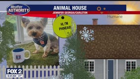 Welcome Phineas, Otto, Ted