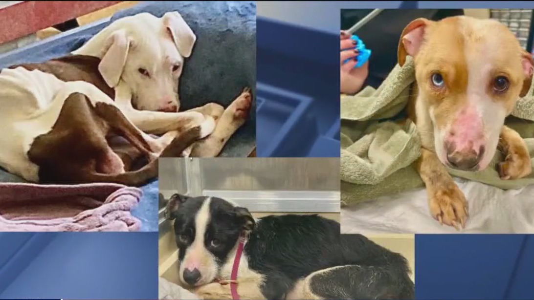 Westchester woman charged with animal cruelty