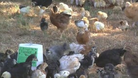 Nearly 2,000 animals found in Montclair warehouse, many dead