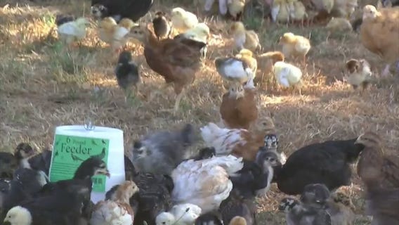 Nearly 2,000 animals found in Montclair warehouse, many dead