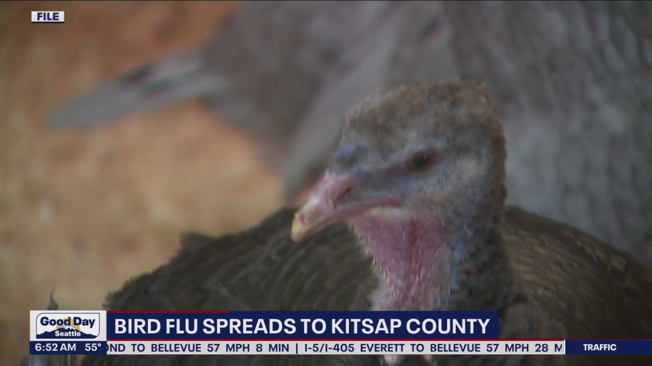 A bird flu case has been confirmed in Kitsap County, Washington