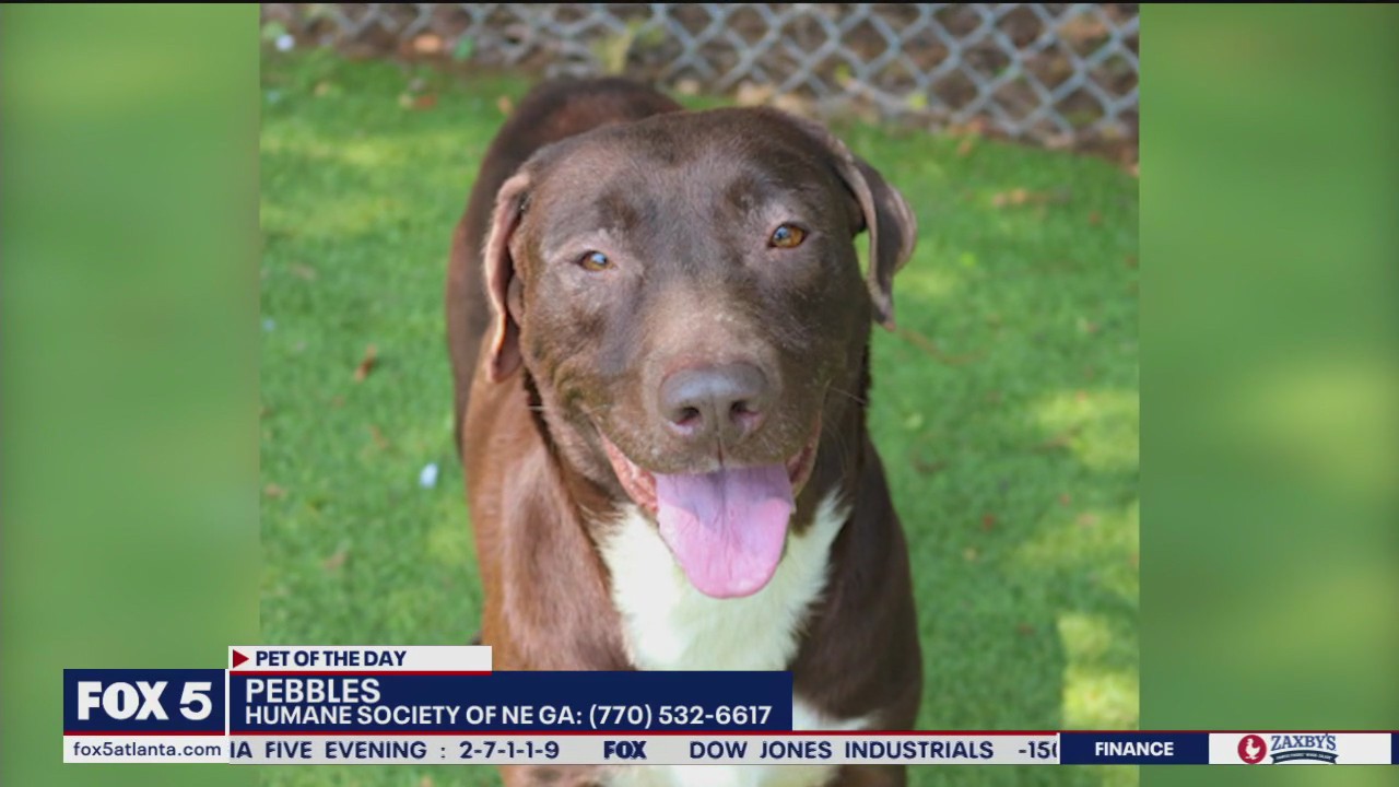 Pet of the Day from the Humane Society of Northeast Georgia