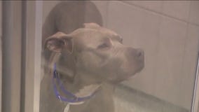 45 animals have found foster families amid heatwave