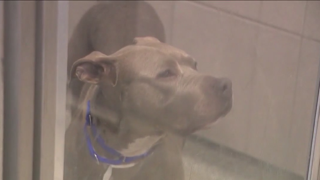 45 animals have found foster families amid heatwave