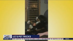Liz's Pet Tricks for Tuesday, May 24